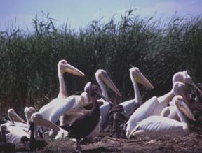 Danube Delta (courtesy of RoNTO)